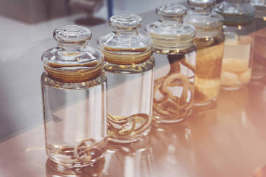 科學實驗室里的蛇圖片