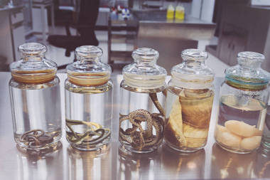 危險的野蛇。動物