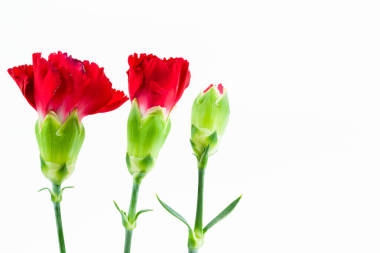 美麗的石竹花被隔絕在白色背景上