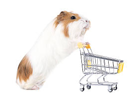 在白色背景下被隔绝的购物车的几内亚猪