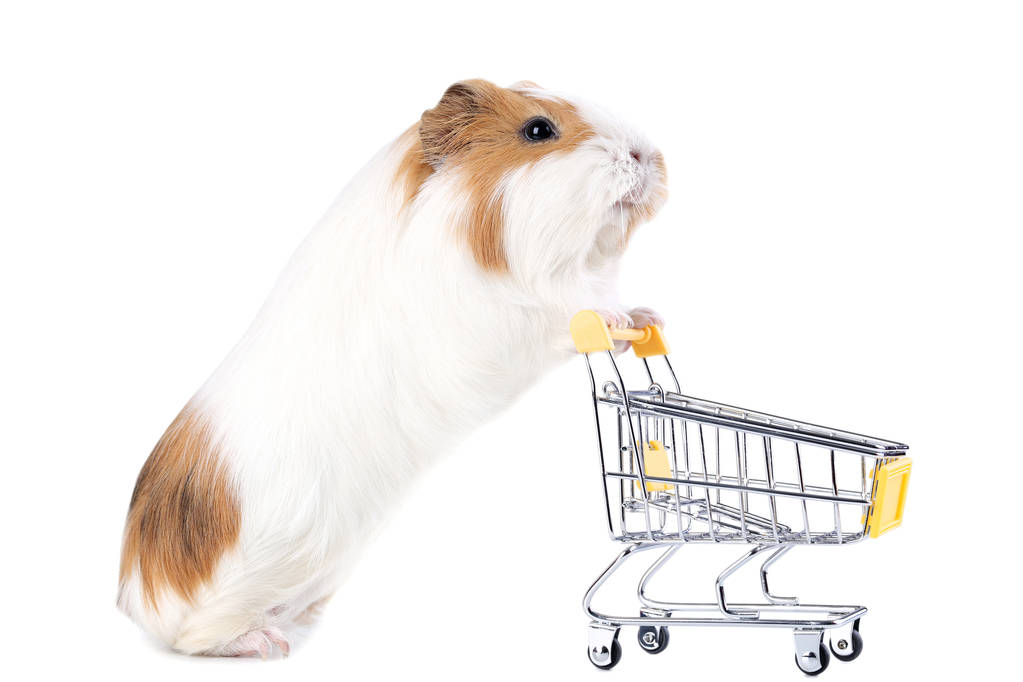 在白色背景下被隔绝的购物车的几内亚猪 在白色背景下被隔绝的购物车的几内亚猪