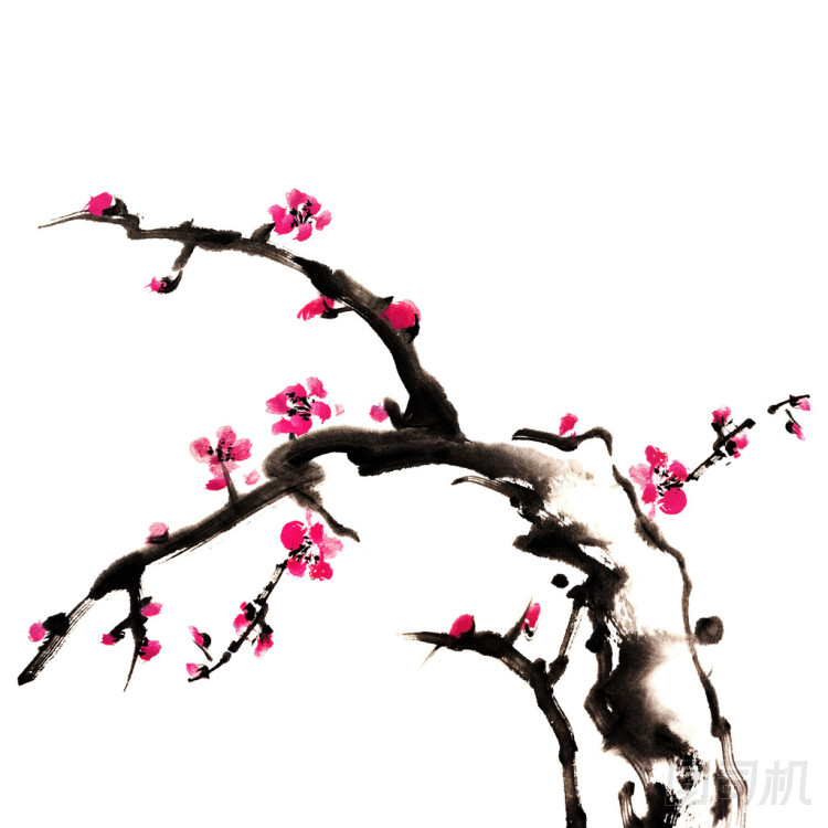 梅花圖片