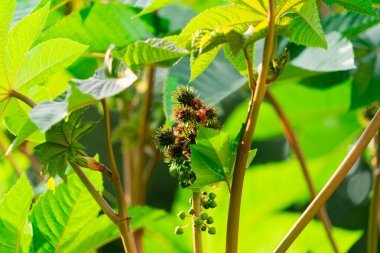 工廠蓖麻籽油廠。水果特寫照片