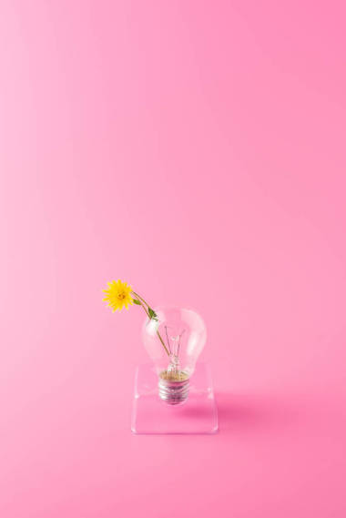 粉红色美丽的黄色花朵灯泡特写视图