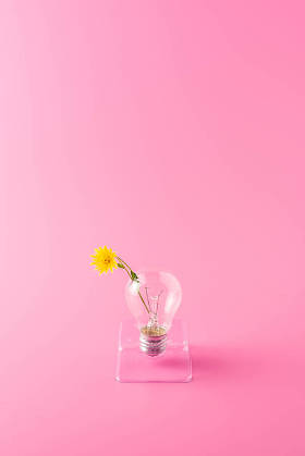 粉红色美丽的黄色花朵灯泡特写视图