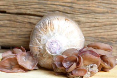 耳菇、锯尘袋、蘑菇栽培农业图片