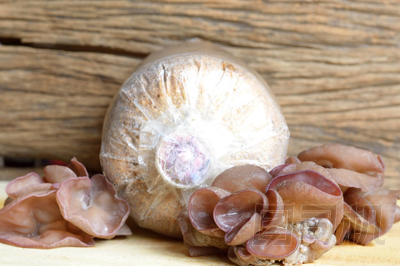 耳菇、鋸塵袋、蘑菇栽培農(nóng)業(yè)圖片