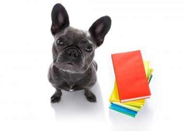 法國斗牛犬與一堆高大的書籍, 非常聰明和聰明, 孤立的白色背景