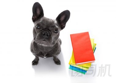 法國斗牛犬與一堆高大的書籍, 非常聰明和聰明, 孤立的白色背景
