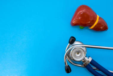 肝、肝臟、聽診器的解剖學(xué)研究模型在藍色背景下占據(jù)一半的照片, 在第二個半空的空間為標題。醫(yī)學(xué)概念照片, 用于肝病, 外科, 腫瘤學(xué)