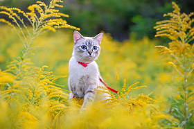 可爱的猫散步与皮带在夏天草甸