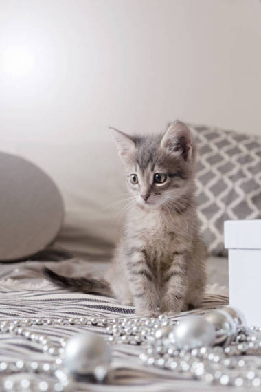 圣诞节灰色小猫坐在床上, 圣诞节的概念