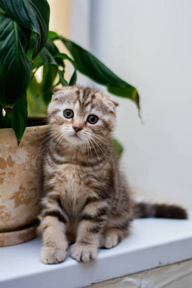 小貓?zhí)K格蘭直, 耳毛絨, 動物