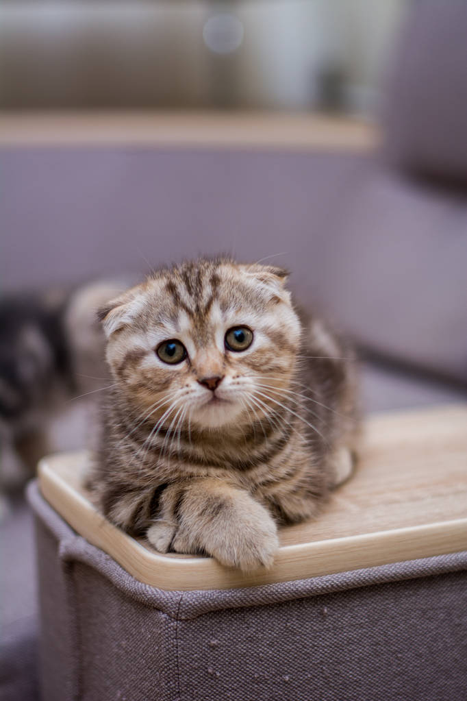 小猫苏格兰直, 耳毛绒, 动物