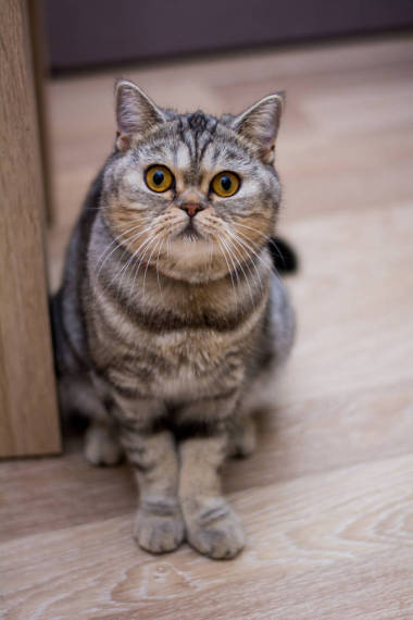 小猫苏格兰直, 耳毛绒, 动物