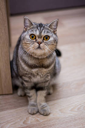 小猫苏格兰直, 耳毛绒, 动物