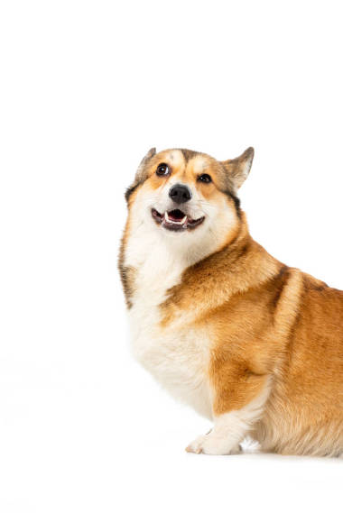 滑稽的威爾士科吉彭布羅克在白色背景被隔絕了