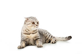 条纹英国短毛猫猫看着远离孤立的白色背景 
