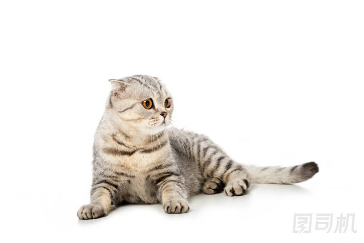 條紋英國(guó)短毛貓貓看著遠(yuǎn)離孤立的白色背景 