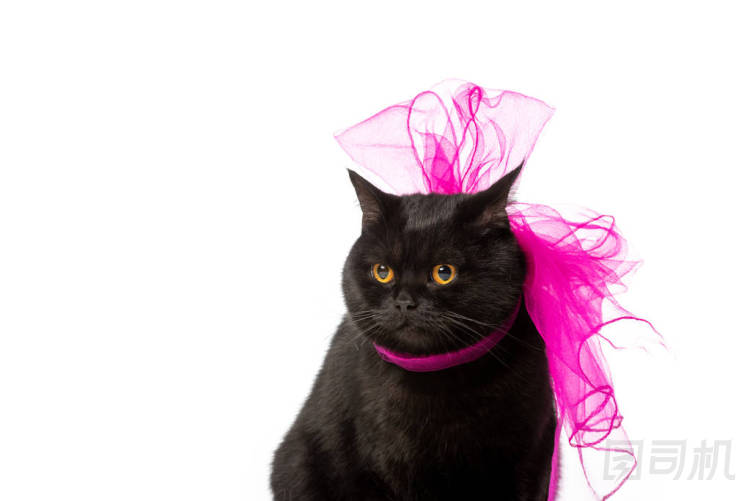 黑色英國短毛貓貓?jiān)诜奂t色節(jié)日弓孤立的白色背景