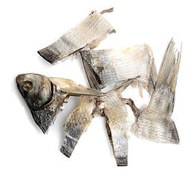 咸鱼在白色背景上