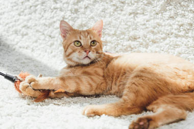 美丽的毛茸茸的姜猫躺在白色的地毯上, 仰望