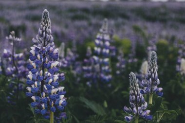 冰島美麗紫色 lupines 的選擇性聚焦