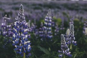 冰岛美丽紫色 lupines 的选择性聚焦