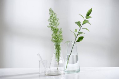 在生物技術(shù)科學(xué)實(shí)驗(yàn)室背景下, 用天然綠色假瓶子和玻璃瓶中的清水