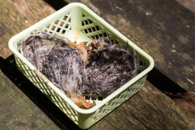 新鲜收获的未加工窩燕窝。需要清洁的杂质之前可以消耗的汤成分