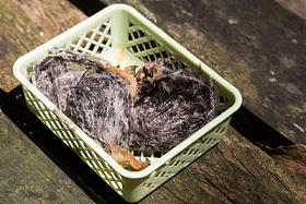 新鲜收获的未加工窩燕窝。需要清洁的杂质之前可以消耗的汤成分