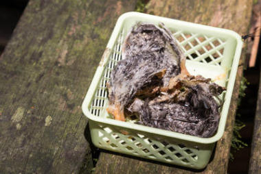 新鲜收获的未加工窩燕窝。需要清洁的杂质之前可以消耗的汤成分