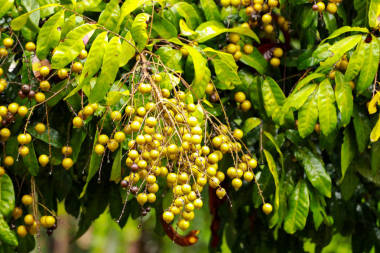 龍眼果樹在雨季圖片