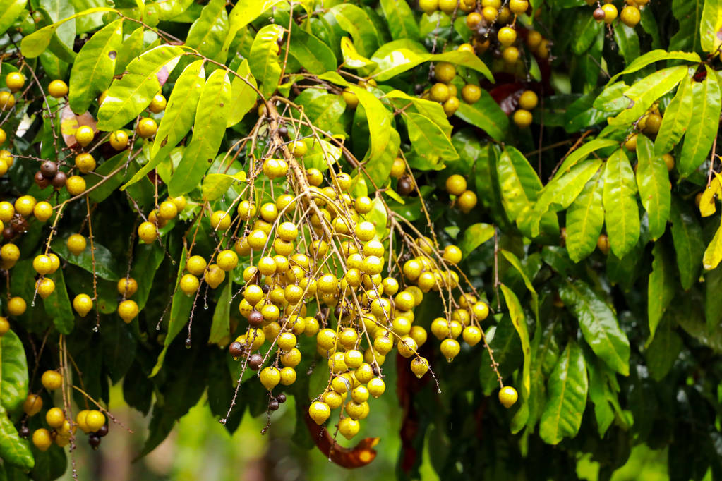 龙眼果树在雨季图片 龙眼果树在雨季图片