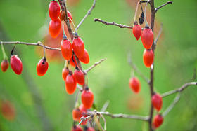 枸杞 berrytwig 满新鲜枸杞