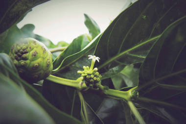 戟 citrifolia, 諾麗。是咖啡家族中的一棵果樹, 茜草科。其原產(chǎn)范圍遍及東南亞, 并已用于傳統(tǒng)醫(yī)學(xué)