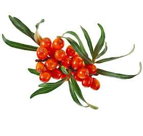 孤立在白色的海沙棘浆果图片