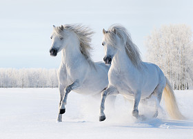 两匹白马驰骋雪场