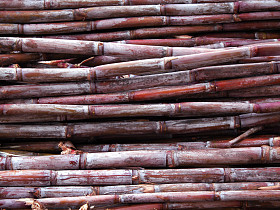 刚刚砍甘蔗照片