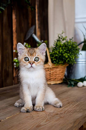小猫苏格兰直, 砍耳朵蓬松, 动物树