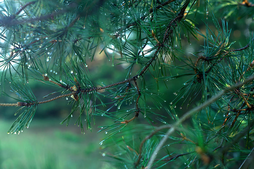 雨后的潮湿森林。露珠中的云杉分枝