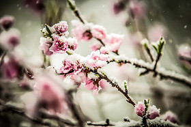 桃花雪