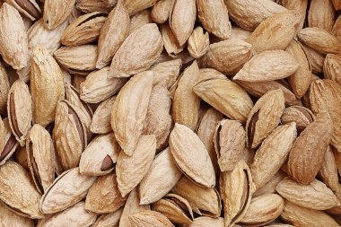 美麗的杏仁為秋天背景照片