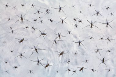 水昆蟲(chóng)漂浮在沼澤水中, 或納米器件滑動(dòng)在液態(tài)金屬表面上