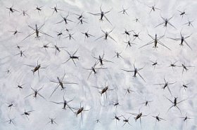 水昆虫漂浮在沼泽水中, 或纳米器件滑动在液态金属表面上
