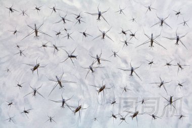 水昆蟲漂浮在沼澤水中, 或納米器件滑動(dòng)在液態(tài)金屬表面上