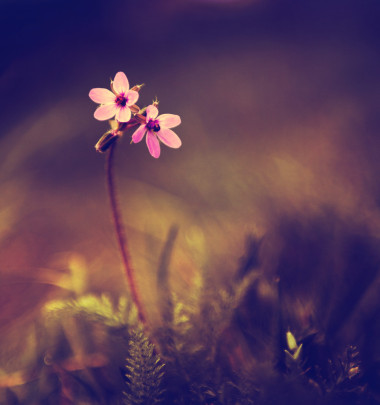 野生花卉在日落的老式照片图片