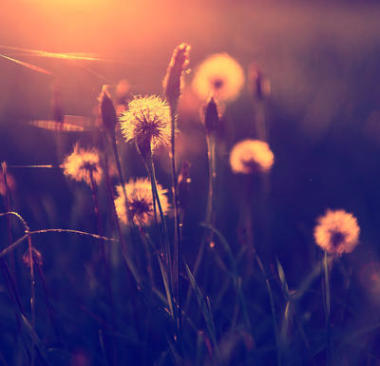 蒲公英場日落的老式照片