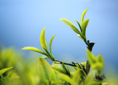 年輕的茶照片