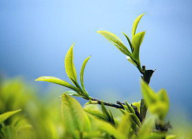 年轻的茶照片